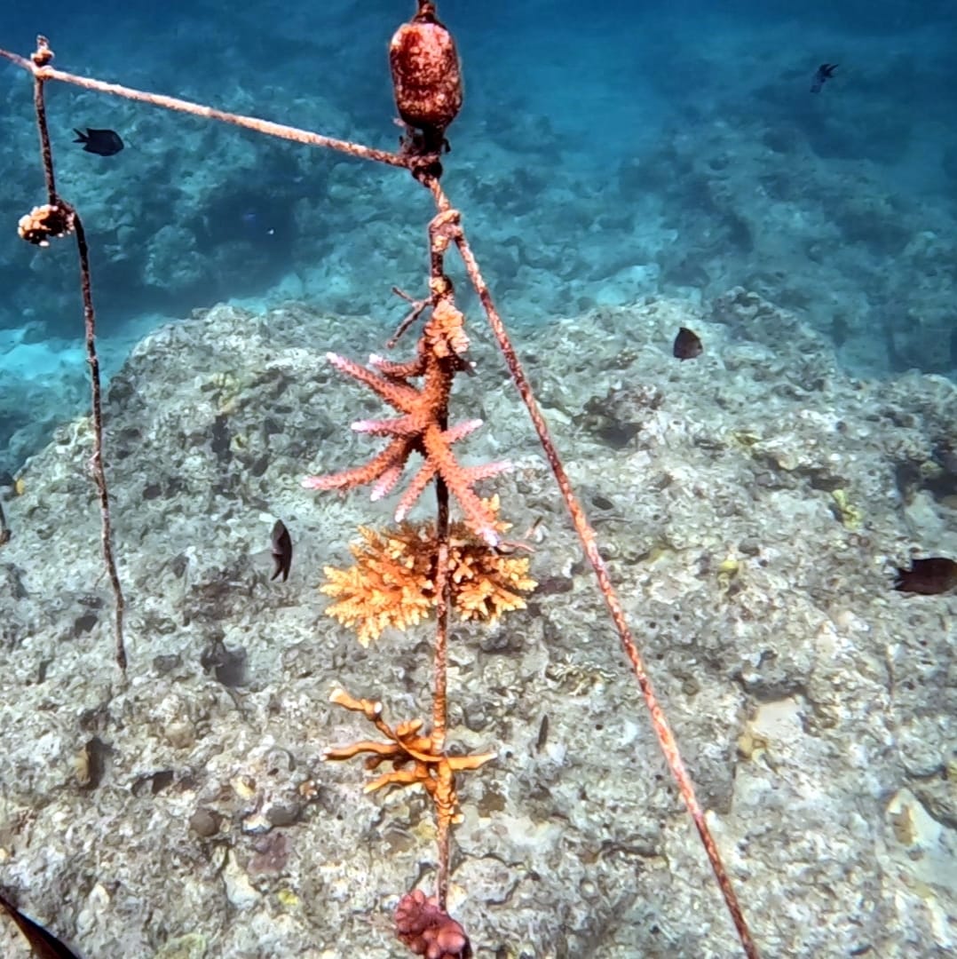 Coral nursery restoration work in Vanuatu waters