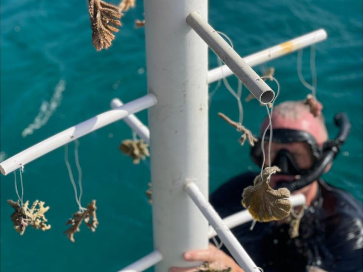 Coral fragments on a PVC nursery tree in clear water