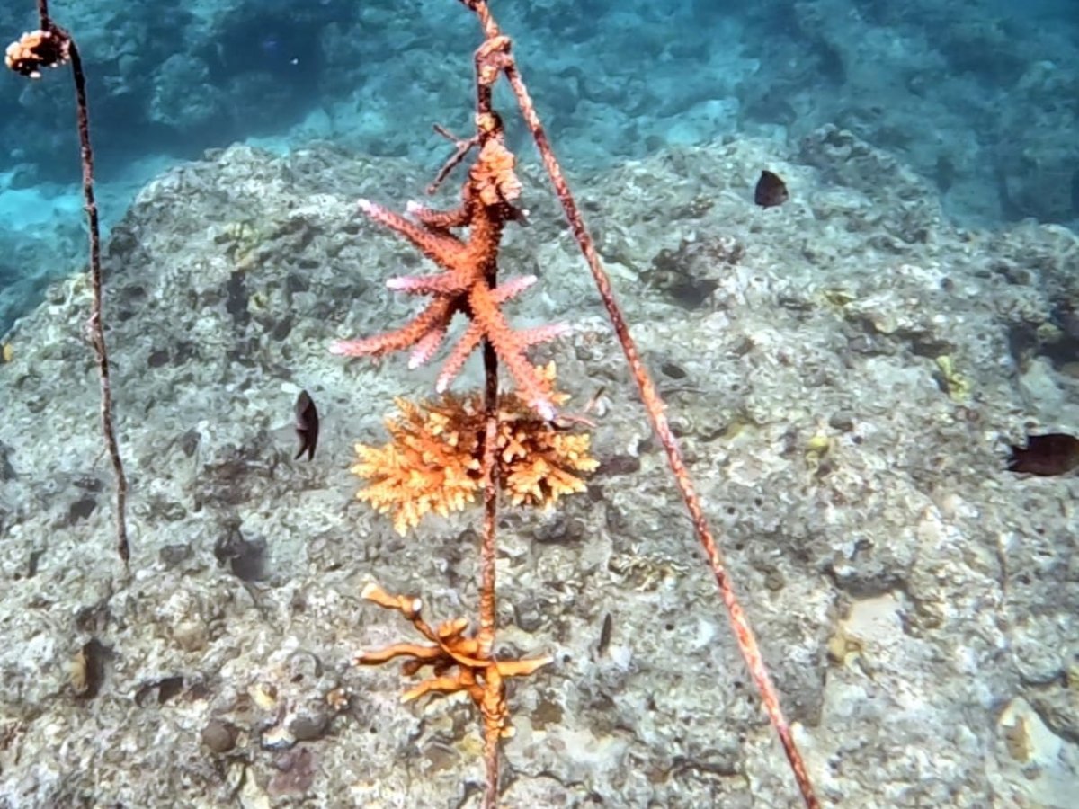 Colourful coral fragments growing on underwater nursery lines
