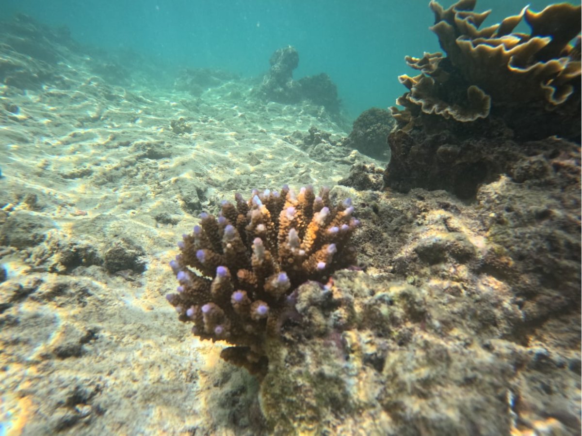 Healthy purple-tipped coral growing on the reef