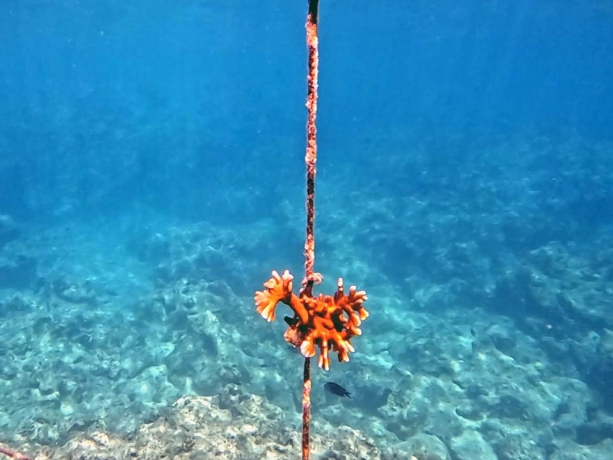 Orange branching coral fragment attached to a restoration nursery line