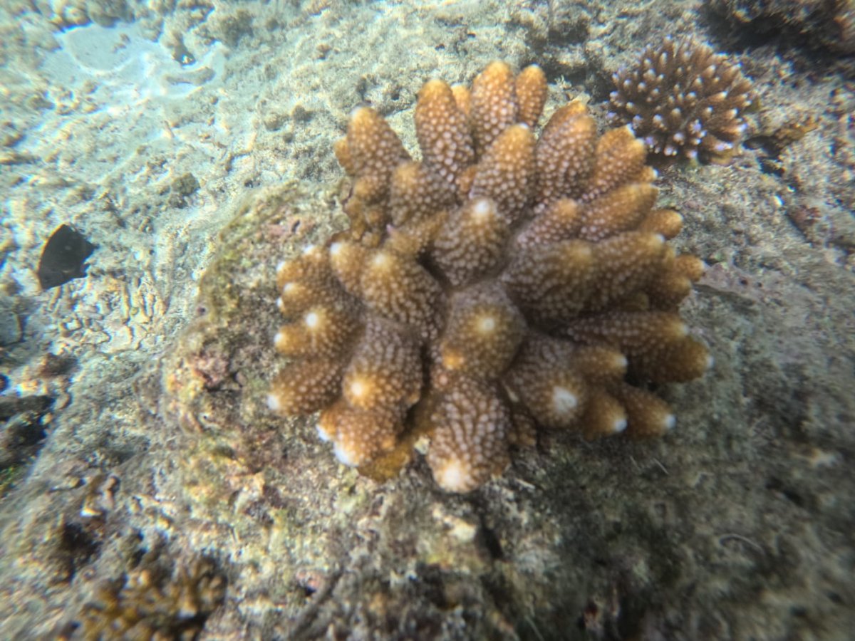 Branching coral colony on the seabed at Paradise Cove