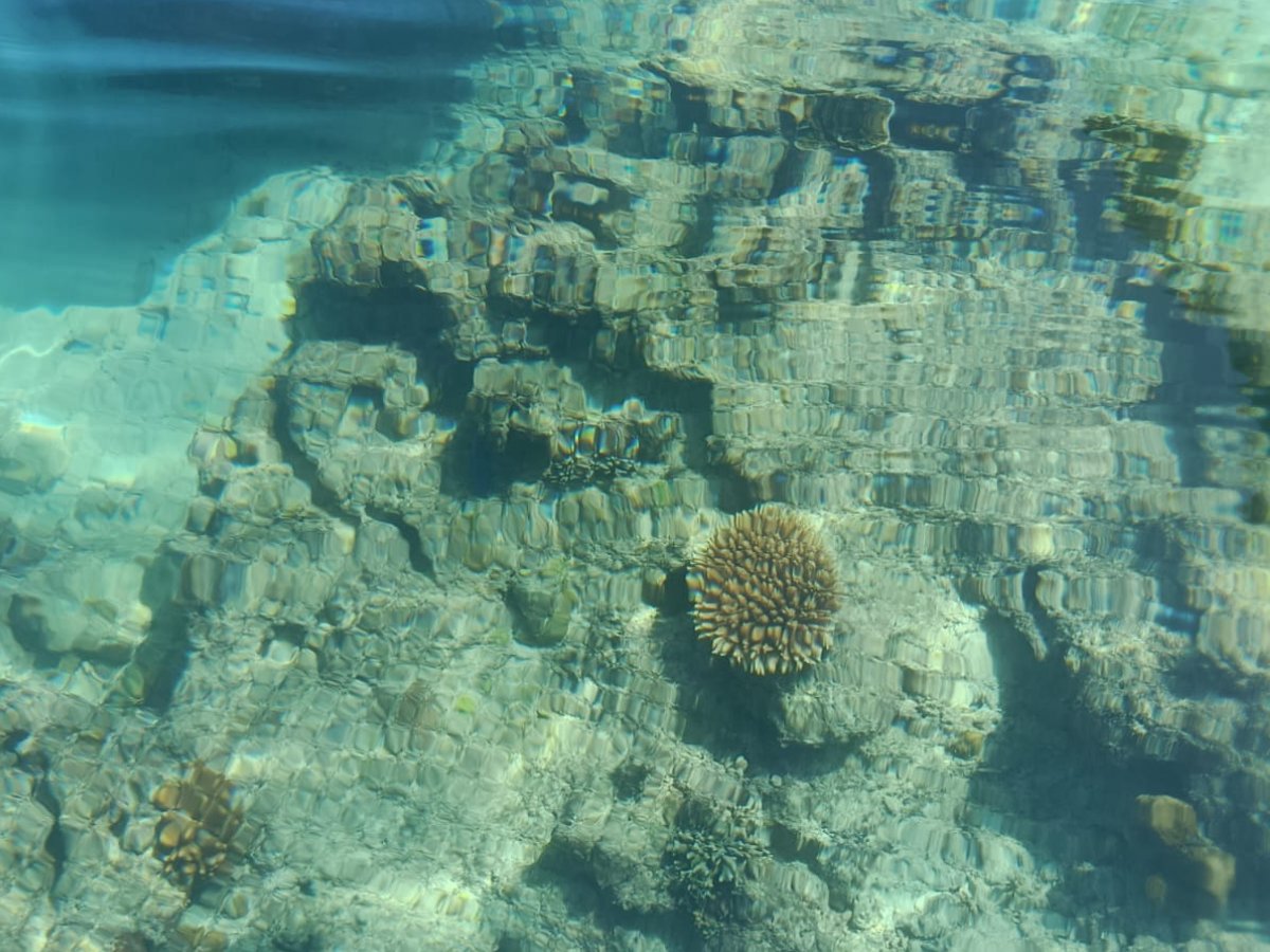 Coral reef visible through crystal-clear water along the kayak route
