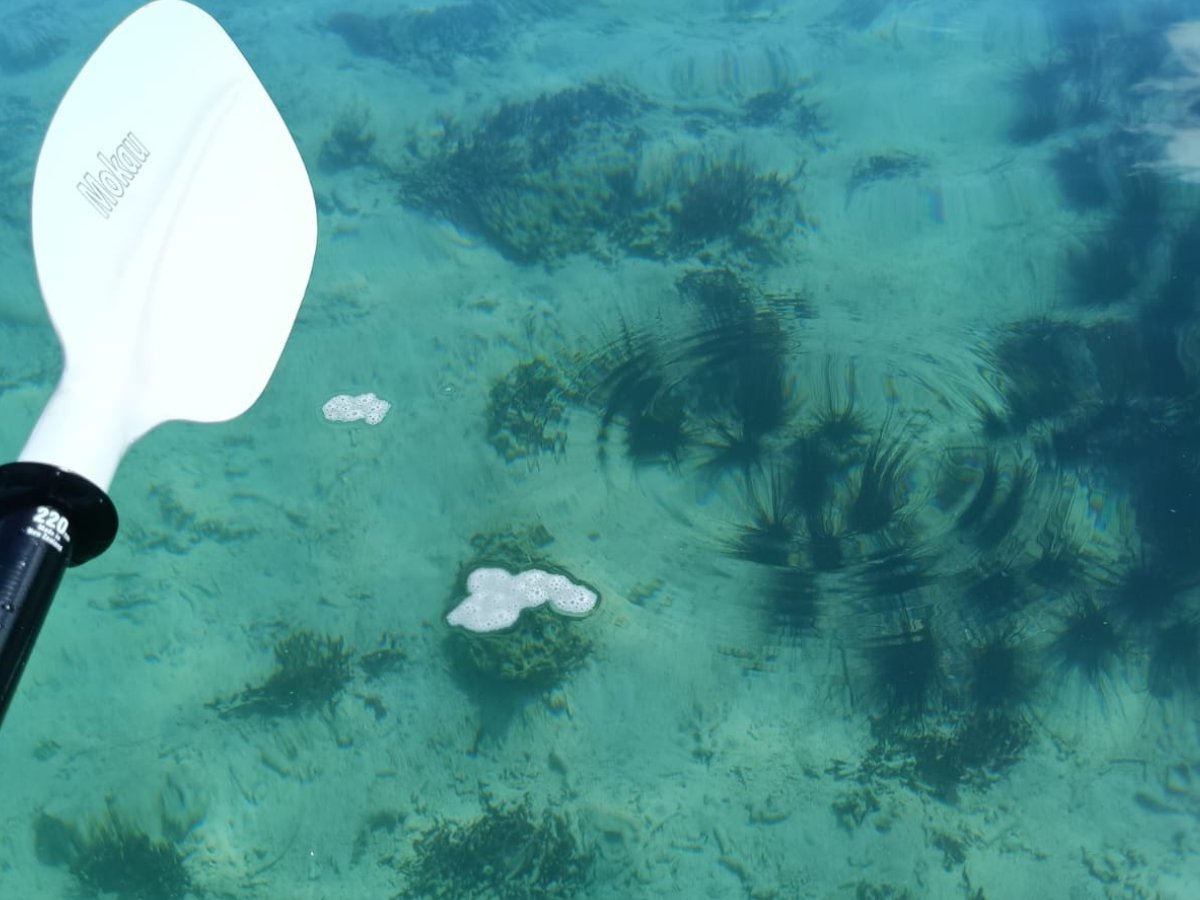 Sea life visible from a kayak paddle over shallow turquoise water