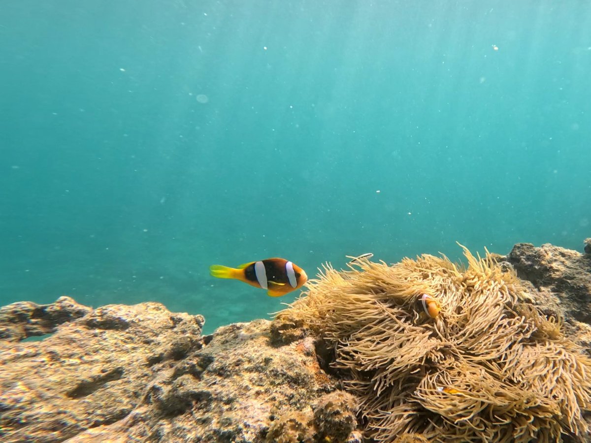 Clownfish swimming near a sea anemone at Iririki Island reef