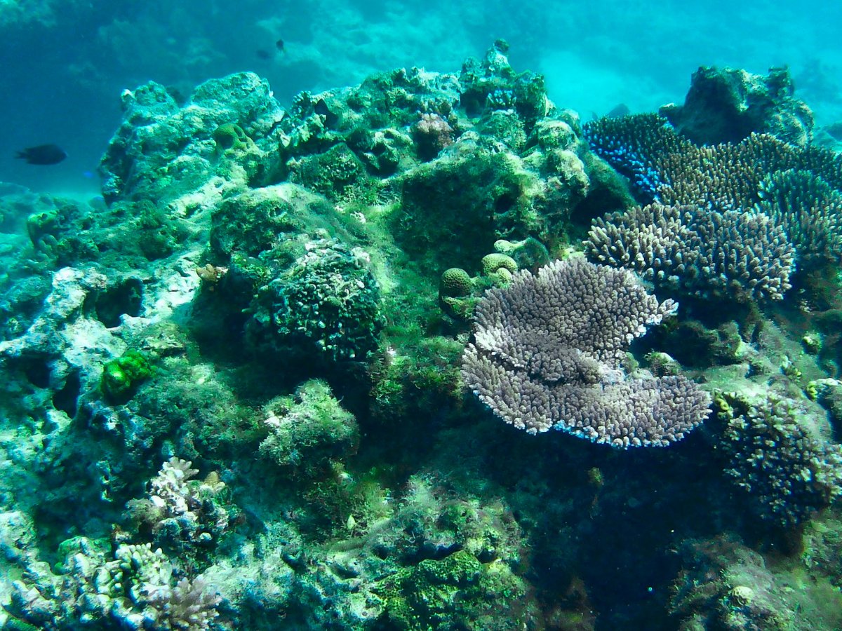 Vibrant table corals on the Paradise Cove reef