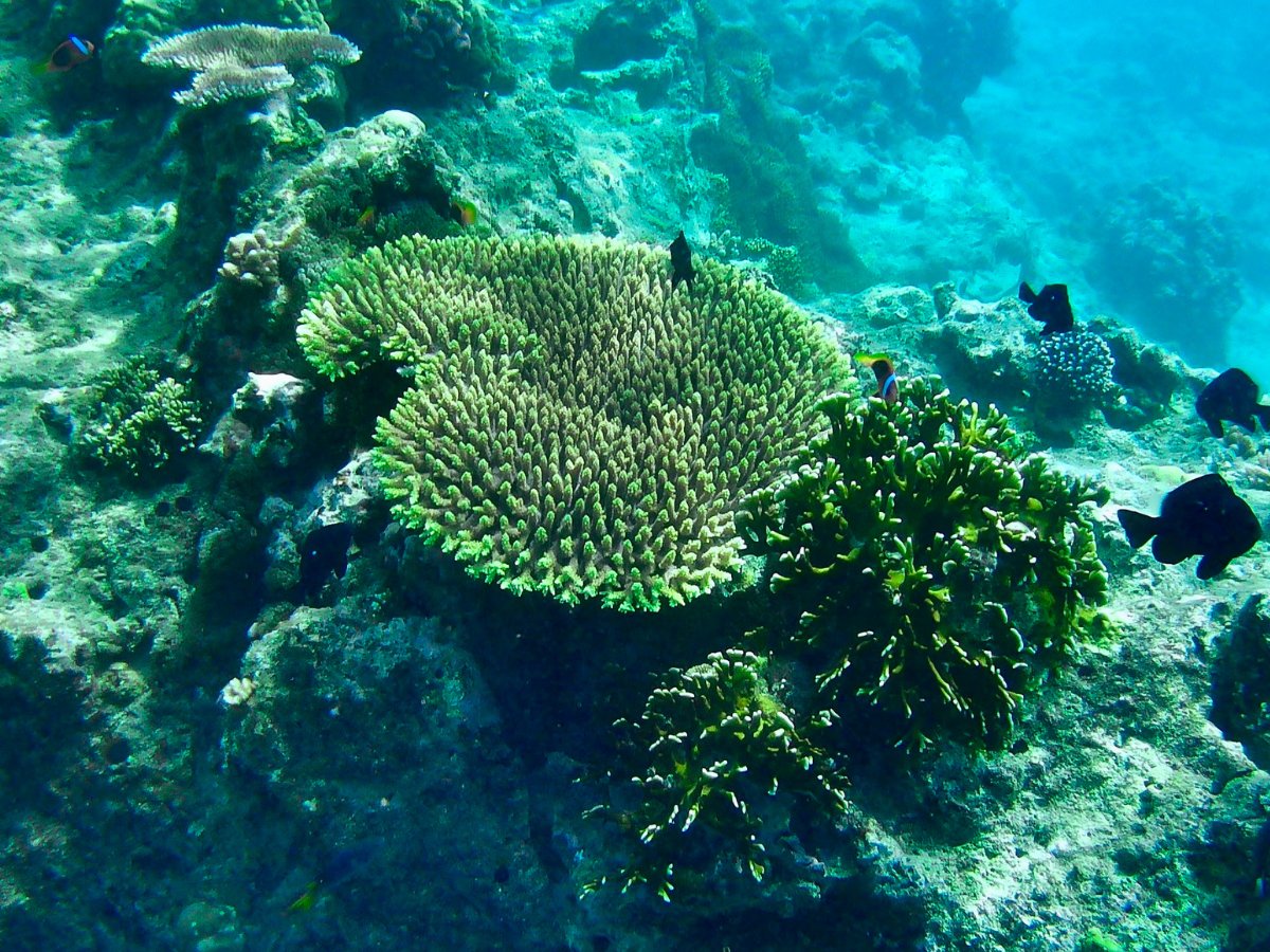 Bright green table coral with tropical fish at Paradise Cove reef