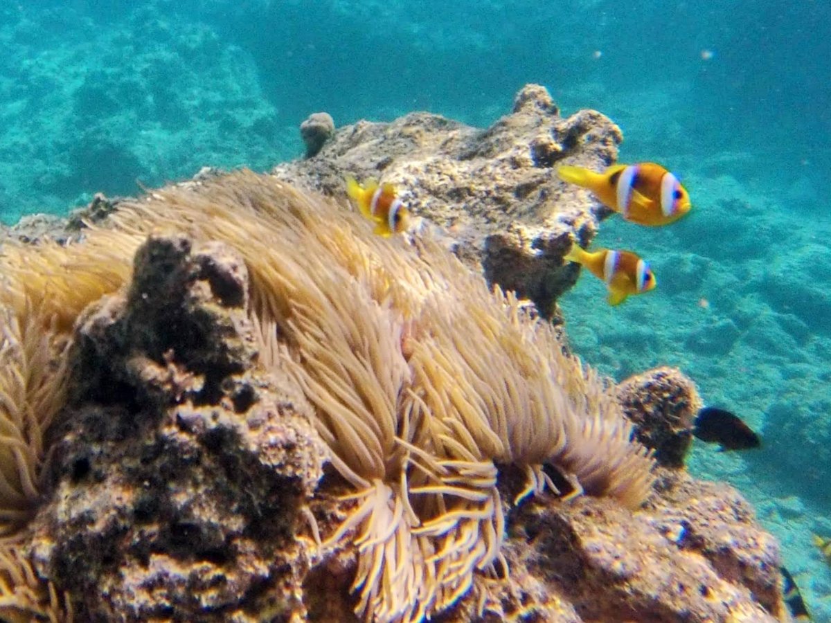 Clownfish swimming above a sea anemone at Paradise Cove