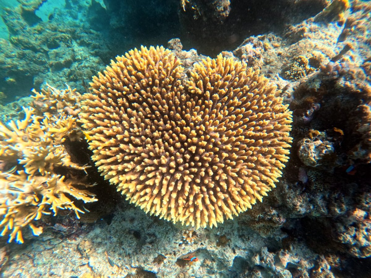 Heart-shaped branching coral colony at Paradise Cove reef