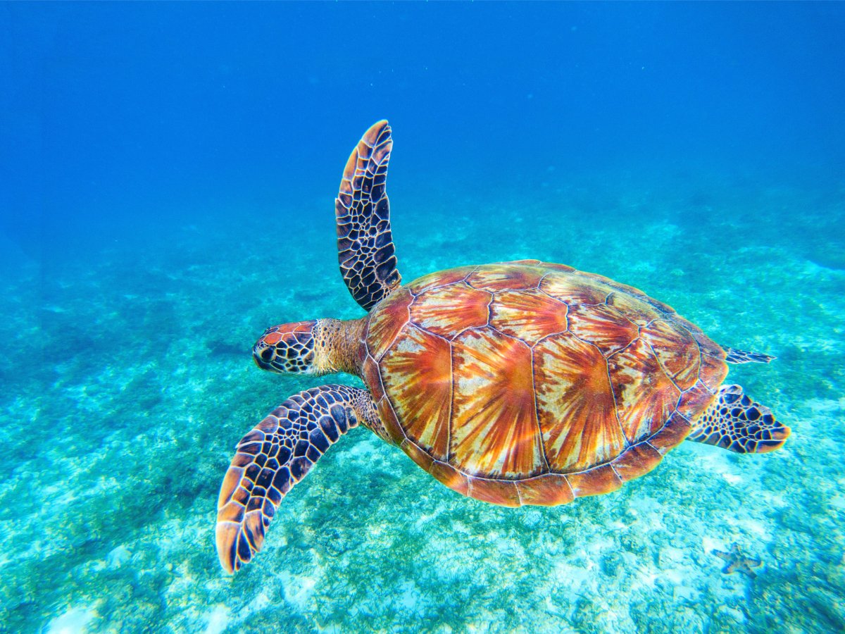 Sea turtle gliding over sandy seabed at Paradise Cove