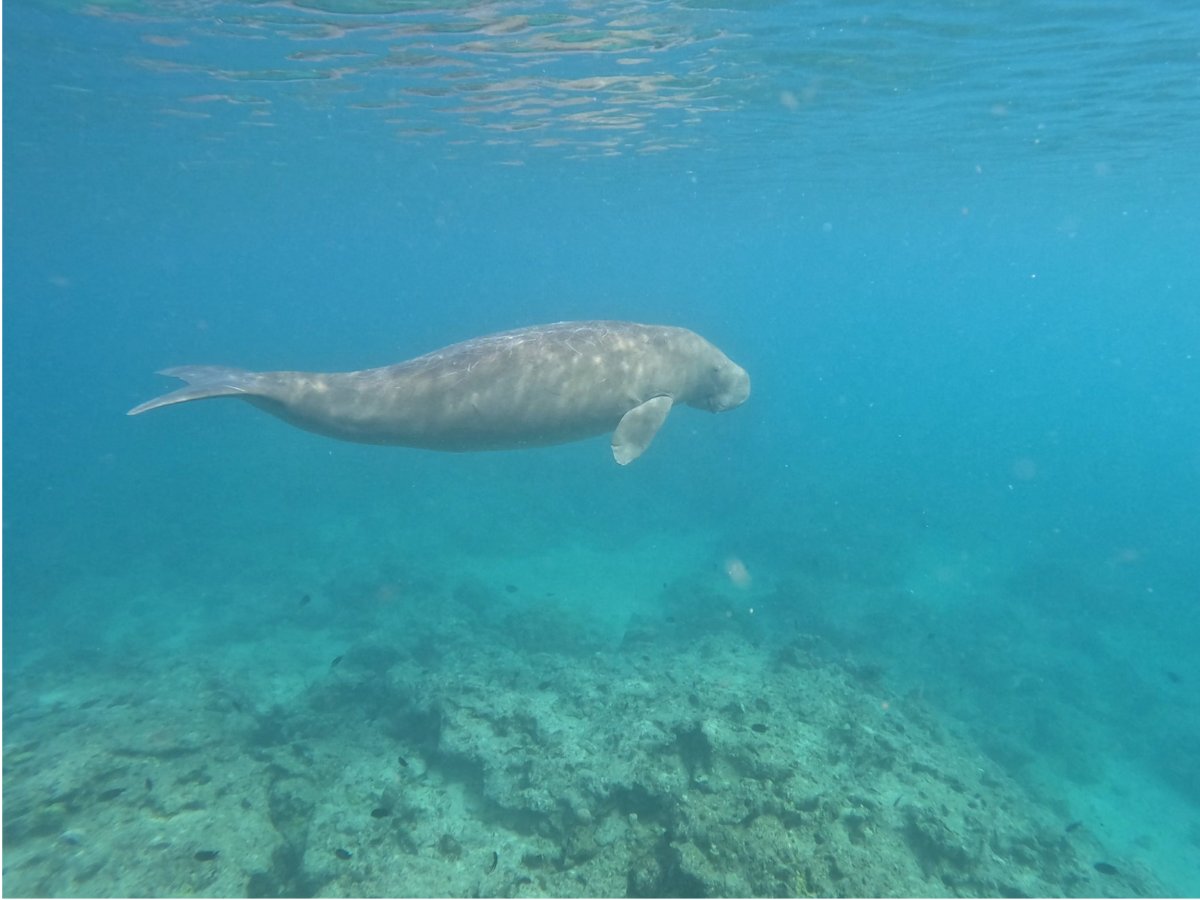 Dugong swimming in clear turquoise water at Paradise Cove