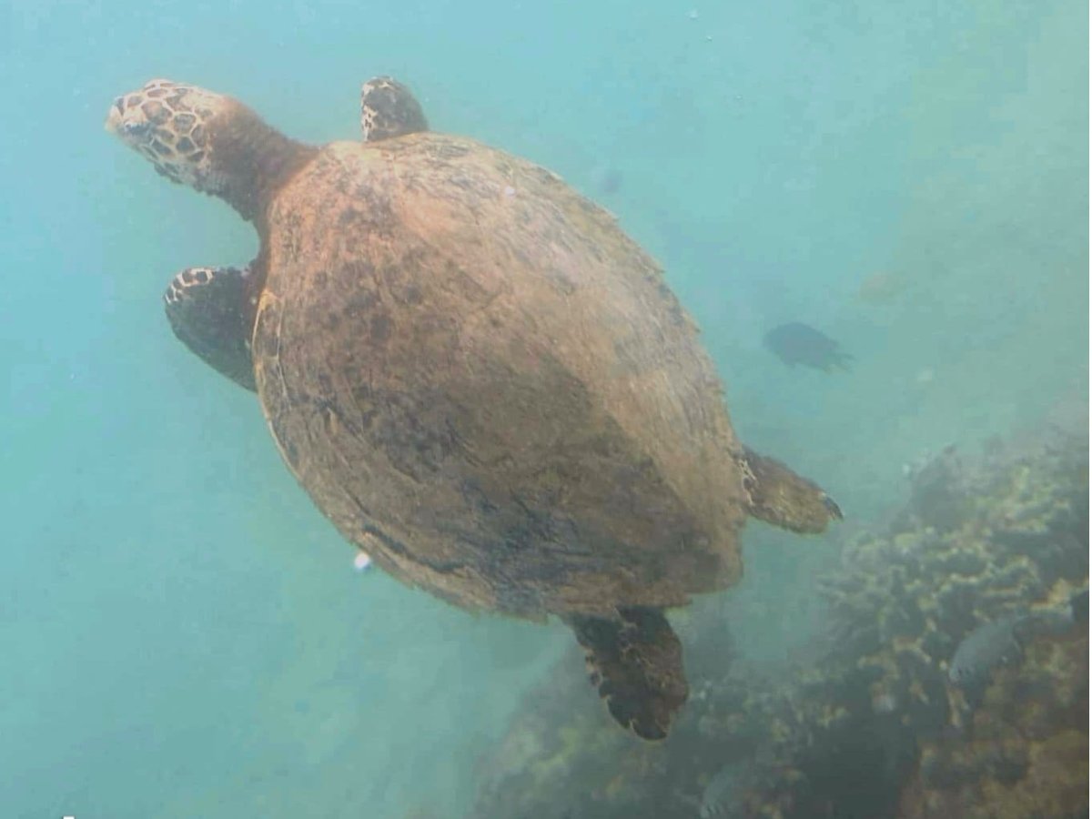 Sea turtle swimming over coral reef on the Reef Explorer route