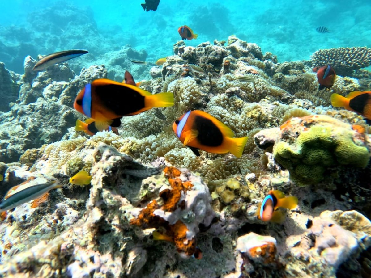 Clownfish swimming over coral reef seen on the Reef Explorer tour