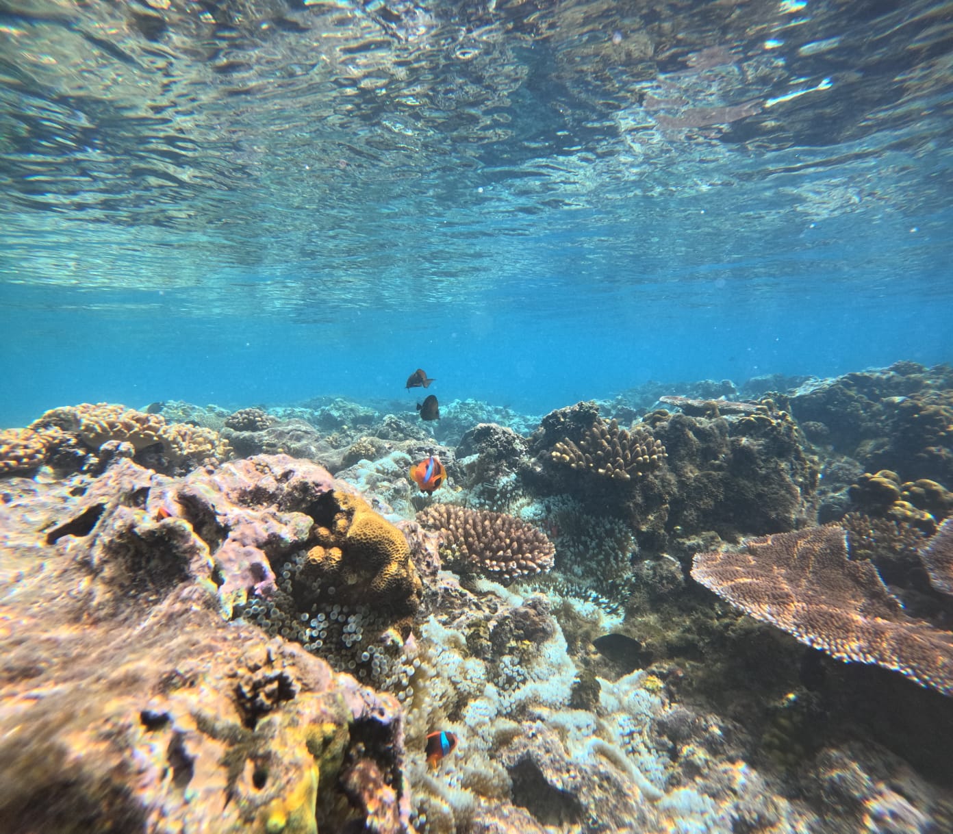 Coral gardens near Iririki Island